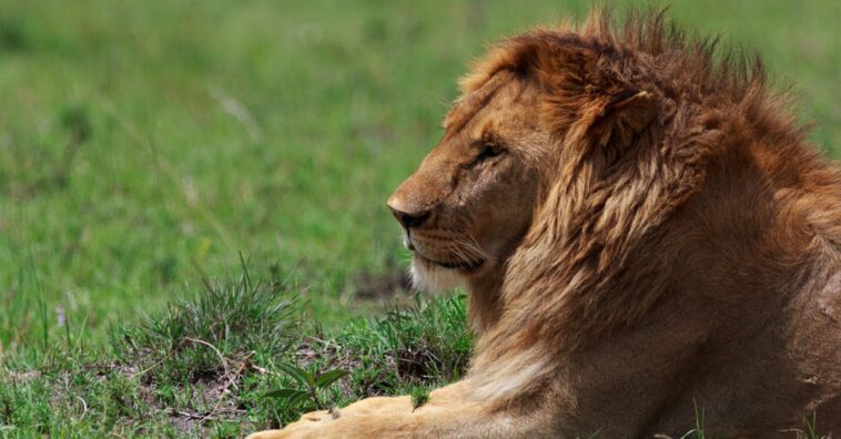 découvrez les qualités des leaders naturels : charisme, empathie et vision. apprenez à cultiver ces compétences pour inspirer et guider votre équipe vers le succès.
