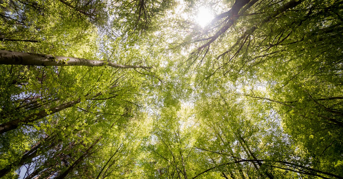découvrez le processus de renouvellement, ses avantages et comment il peut transformer vos projets. apprenez à optimiser vos opportunités et à vous engager dans un cycle de renouvellement fructueux.