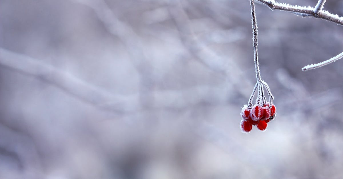 L’Arc d’Hiver décrypté : 5 stratégies pour épanouir votre développement personnel cet hiver